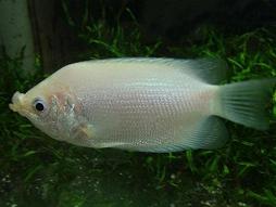 キッシンググラミー