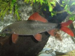 レインボーシャーク