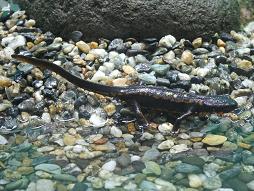 シリケンイモリ