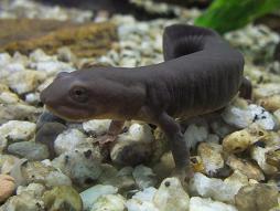 ムハンフトイモリ