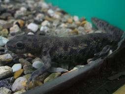 イベリアトゲイモリ(スペインイモリ)