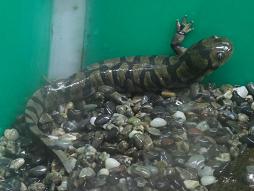 タイガーサラマンダー