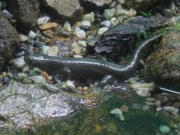 オオダイガハラサンショウウオ