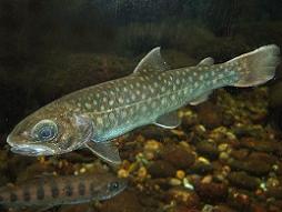 ニッコウイワナ