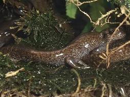 トウキョウサンショウウオ