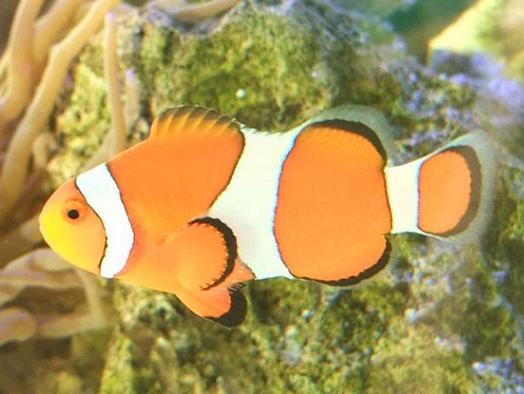 カクレクマノミ｜としとしWeb水族館のカクレクマノミ